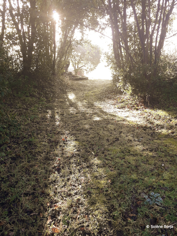 Brouillard et soleil dans le jardin