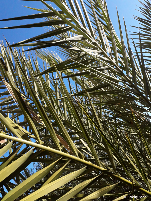 Feuilles de palmier